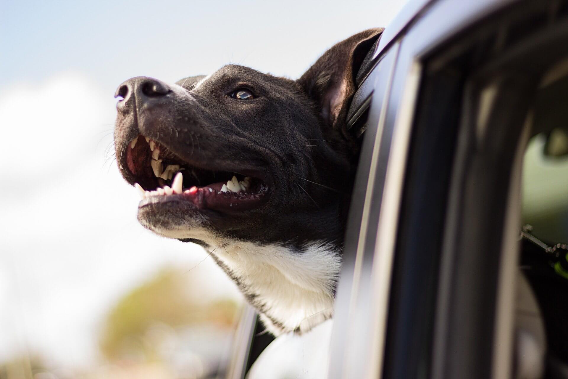Read more about the article How to Secure Your Dog in Jeep Wrangler | Tips and Accessories
